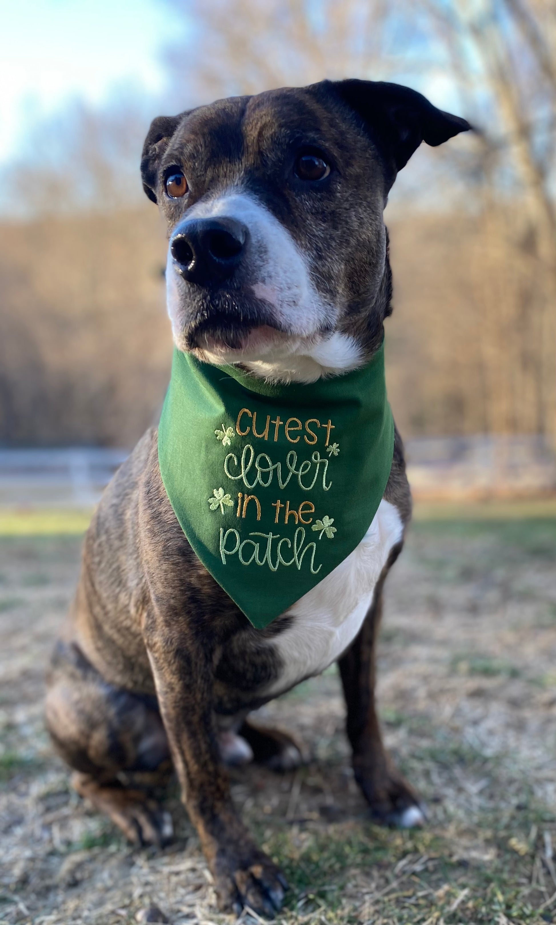 St. Patrick's Day cutest clover in the patch dog bandana, model view