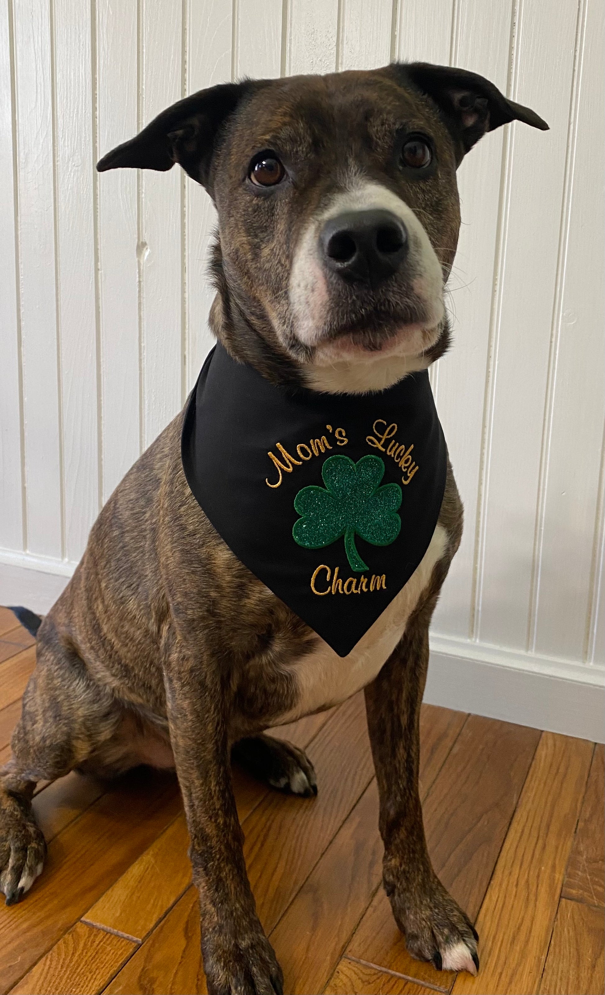 St. Patrick's Mom's Lucky Charm tie-on dog bandana model view