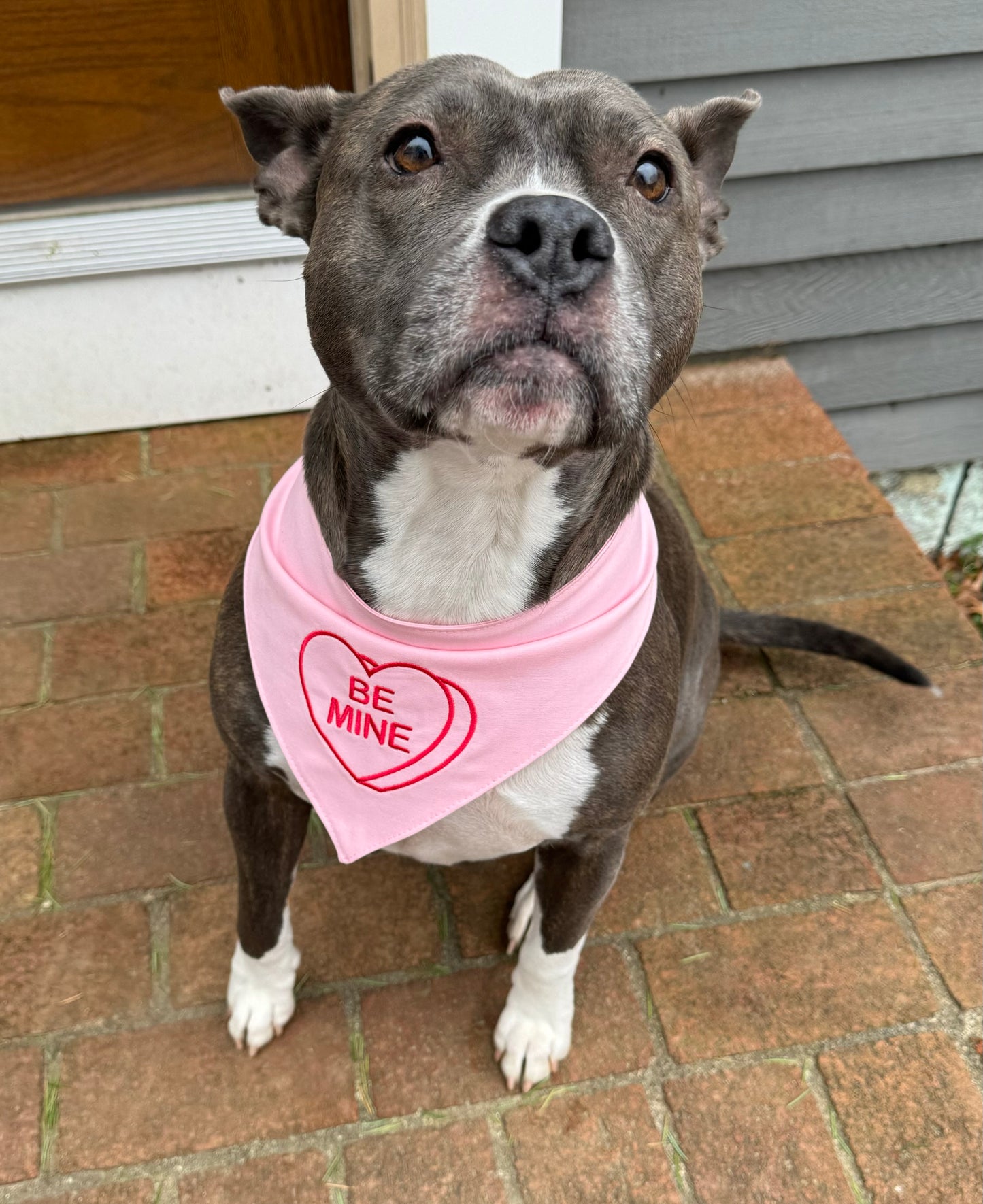 Be Mine Candy Heart Dog Bandana